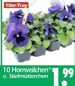 Wreesmann 10 hornveilchen o. stiefmütterchen Angebot