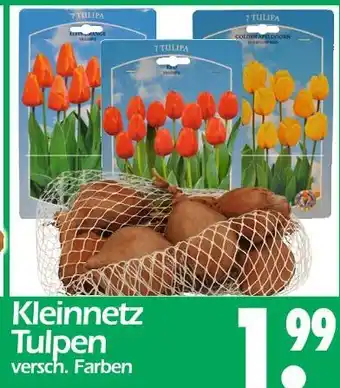 Wreesmann Kleinnetz tulpen Angebot