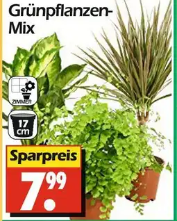 Wreesmann Grünpflanzen-mix Angebot