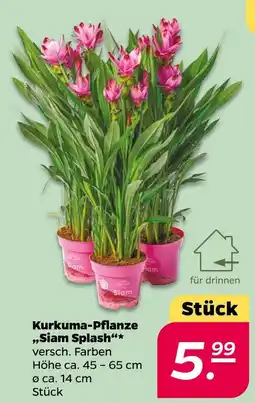 NETTO Kurkuma-pflanze siam splash Angebot