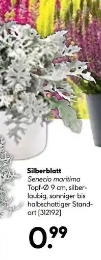 Hellweg Silberblatt senecio maritima Angebot