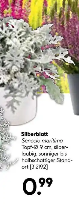 Hellweg Silberblatt senecio maritima Angebot