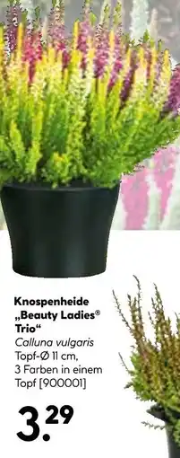 Hellweg Knospenheide beauty ladies trio Angebot