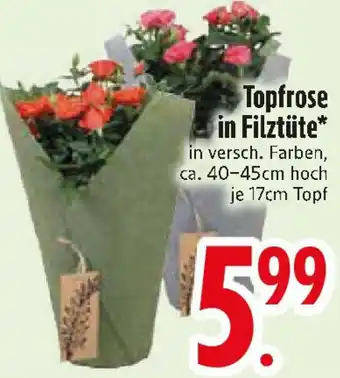 Edeka Topfrose in Filztüte Angebot