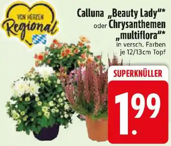Edeka Calluna ,,Beauty Lady" oder Chrysanthemen multiflora Angebot