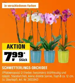 OBI SCHMETTERLINGS-ORCHIDEE Angebot