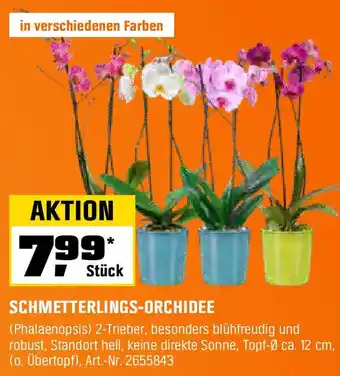 OBI SCHMETTERLINGS-ORCHIDEE Angebot