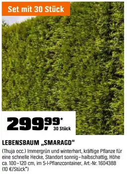 OBI LEBENSBAUM,,SMARAGD" Angebot