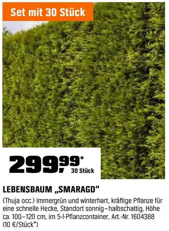 OBI LEBENSBAUM,,SMARAGD" Angebot