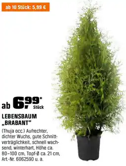 OBI LEBENSBAUM ,,BRABANT" Angebot