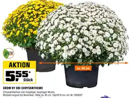 OBI GROW BY OBI CHRYSANTHEME Angebot