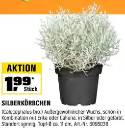OBI SILBERKÖRBCHEN Angebot