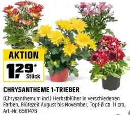 OBI CHRYSANTHEME 1-TRIEBER Angebot