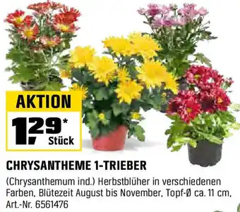 OBI CHRYSANTHEME 1-TRIEBER Angebot