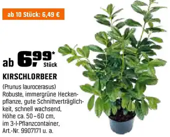OBI KIRSCHLORBEER Angebot