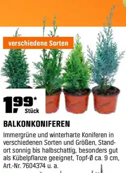 OBI BALKONKONIFEREN Angebot