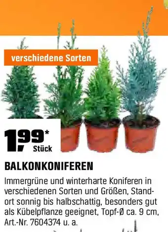 OBI BALKONKONIFEREN Angebot