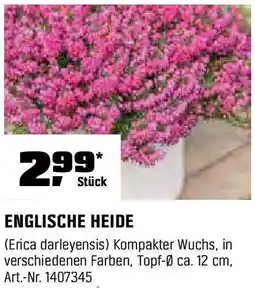 OBI ENGLISCHE HEIDE Angebot
