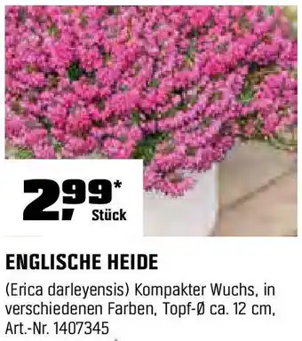 OBI ENGLISCHE HEIDE Angebot