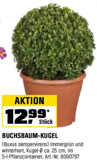 OBI BUCHSBAUM-KUGEL Angebot