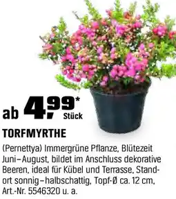 OBI TORFMYRTHE Angebot