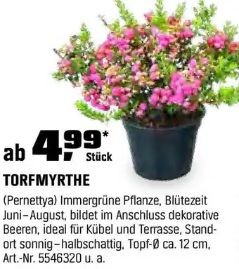 OBI TORFMYRTHE Angebot