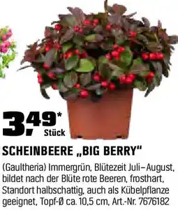 OBI SCHEINBEERE,,BIG BERRY" Angebot