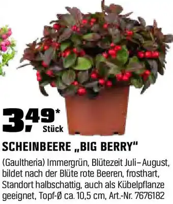 OBI SCHEINBEERE,,BIG BERRY" Angebot