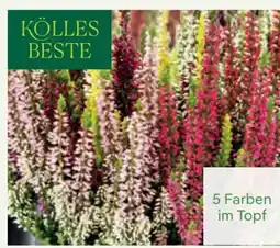 Pflanzen Kölle Kölle's Beste Knospenheide Angebot