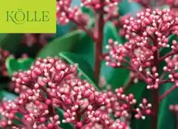 Pflanzen Kölle Kölle Blütenskimmie Rubella Angebot