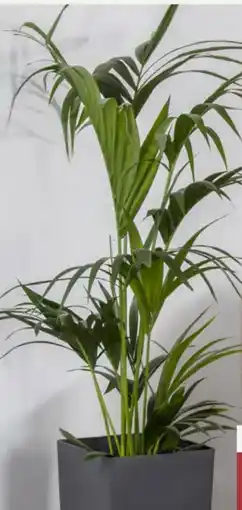 Pflanzen Kölle Kentia-Palme Howea Forsteriana Angebot