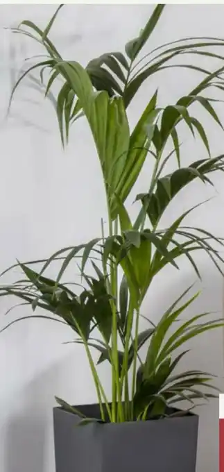 Pflanzen Kölle Kentia-Palme Howea Forsteriana Angebot