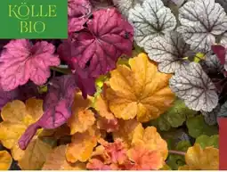 Pflanzen Kölle Kölle's Bio Purpurglöckchen Angebot