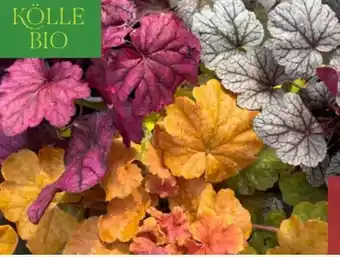 Pflanzen Kölle Kölle's Bio Purpurglöckchen Angebot
