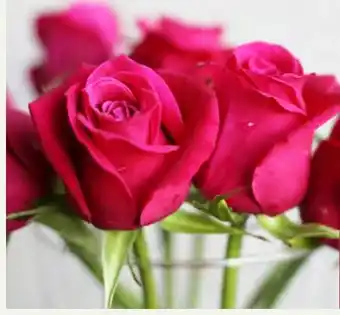 Pflanzen Kölle Rose Angebot