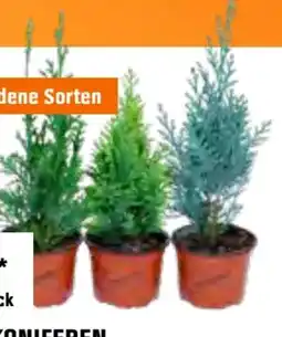 OBI Koniferen Angebot