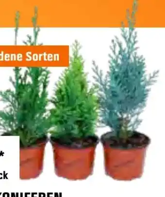 OBI Koniferen Angebot