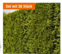 OBI Lebensbäume Smaragd Angebot