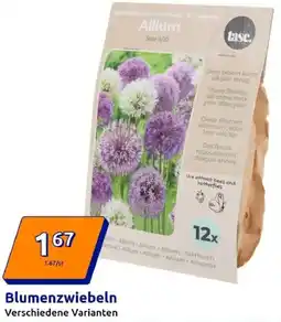 Action Blumenzwiebeln Angebot