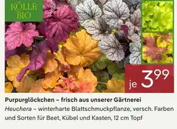 Pflanzen Kölle Kölle bio purpurglöckchen Angebot