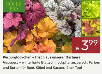 Pflanzen Kölle Kölle bio purpurglöckchen Angebot