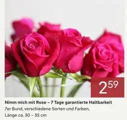 Pflanzen Kölle Nimm mich mit rose Angebot