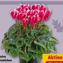 REWE Center Alpenveilchen Odora Angebot