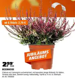 OBI BESENHEIDE Angebot