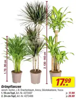 toom Baumarkt Grünpflanzen Angebot