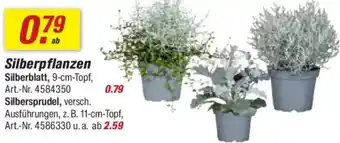 toom Baumarkt Silberpflanzen Angebot