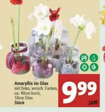 Marktkauf Amaryllis Im Glas Angebot