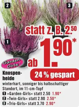 B1 Discount Baumarkt Garden Girls Knospenheide Angebot
