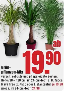 B1 Discount Baumarkt Grünpflanzen-Mix Angebot