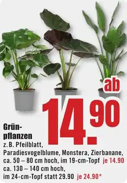 B1 Discount Baumarkt Grünpflanzen Angebot